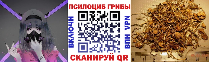 Галлюциногенные грибы Cubensis  Купить закладки  Кедровый 